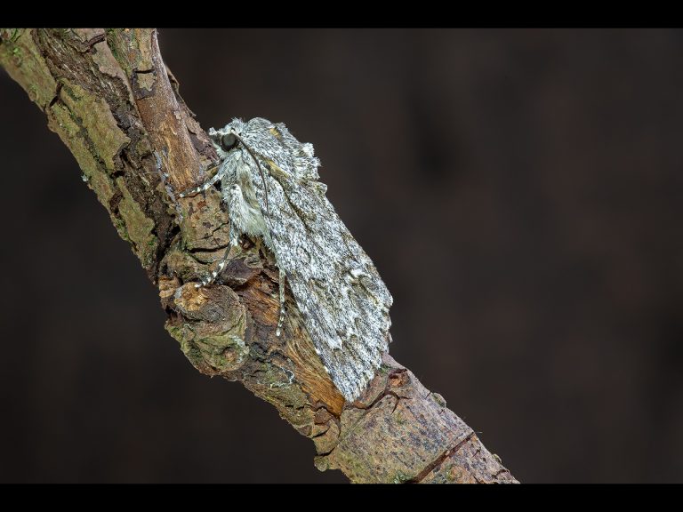 Highly Commended - Overnight Sensation by Ian Meir CPAGB, BPE3 (1)