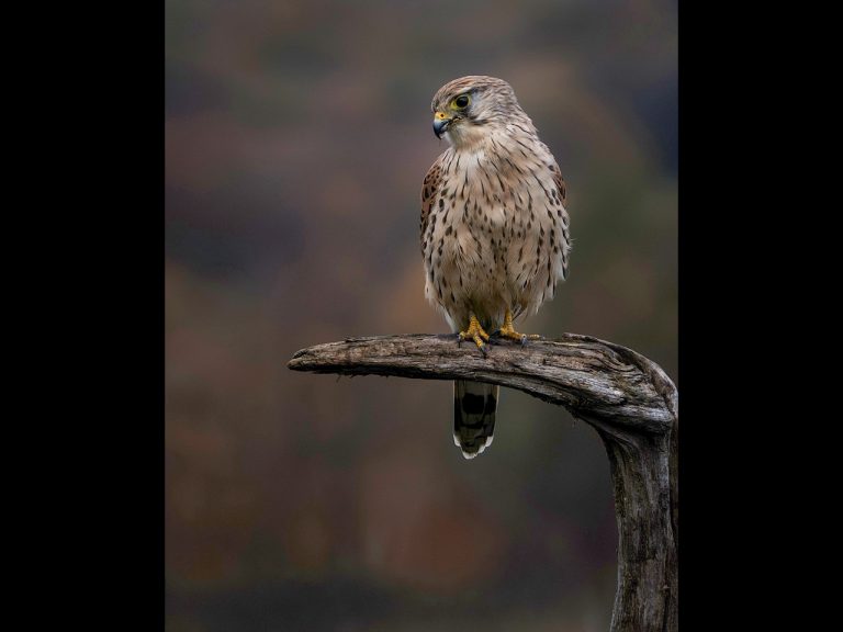 2nd Place - Day at Leeds Hide by Karen Lambert...(2)