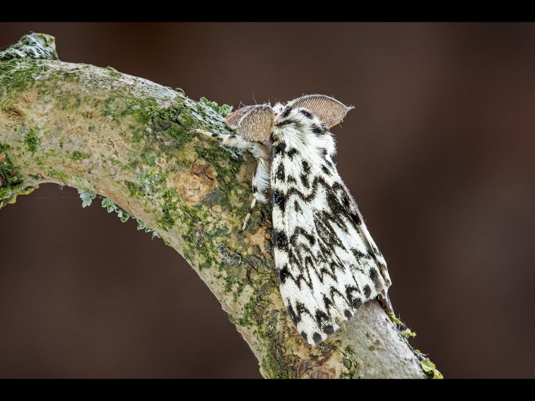 Highly Commended - Overnight Sensation by Ian Meir CPAGB, BPE3 (2)