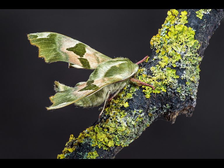 Highly Commended - Overnight Sensation by Ian Meir CPAGB, BPE3 (3)