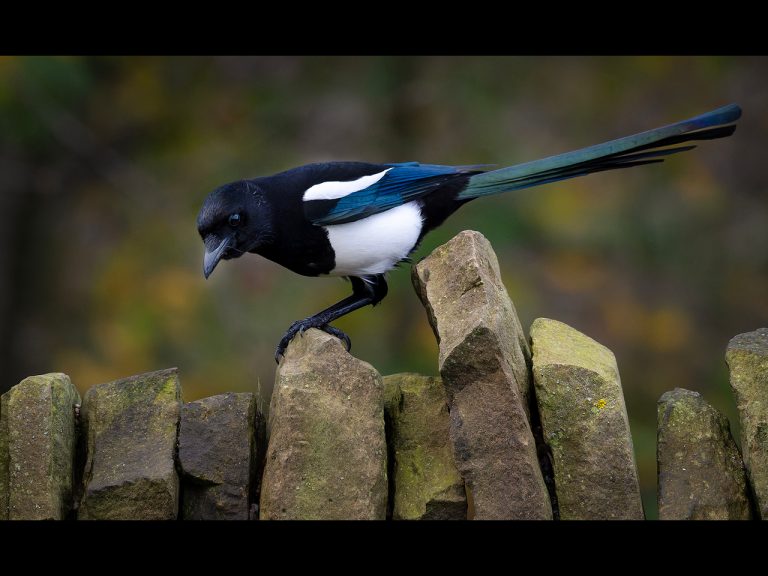 2nd Place - Day at Leeds Hide by Karen Lambert...(4)