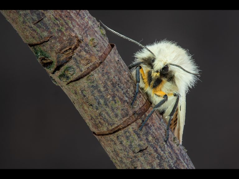 Highly Commended - Overnight Sensation by Ian Meir CPAGB, BPE3 (4)