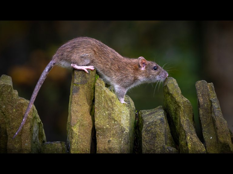 2nd Place - Day at Leeds Hide by Karen Lambert...(5)