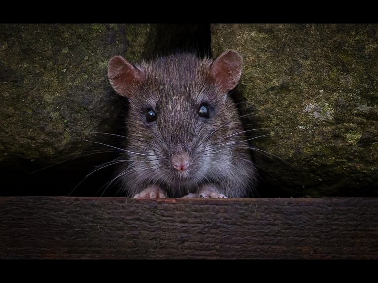 2nd Place - Day at Leeds Hide by Karen Lambert...(6)