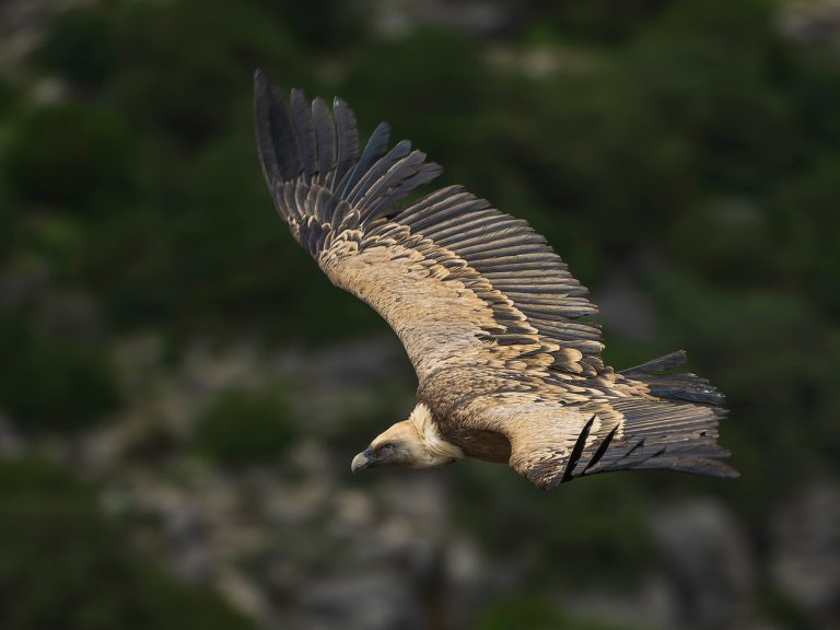 Highly Commended - Griffon Vulture by Richard Bradford
