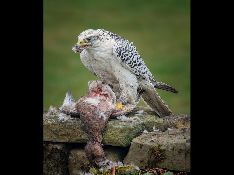 Commended - Gyr Falcon on prey by Kevin Barnes DPAGB, ABPE
