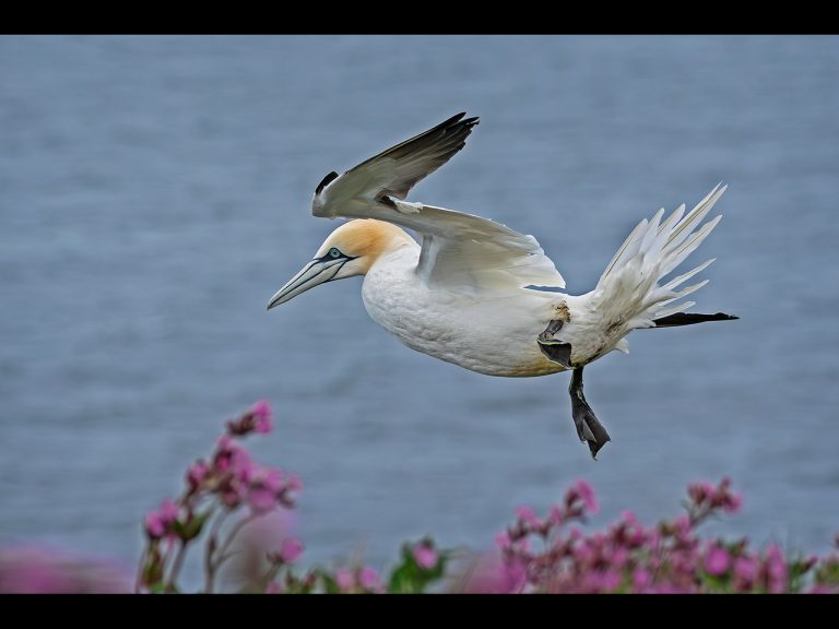 Commended - Hovering Gannet by Cheryl Meir