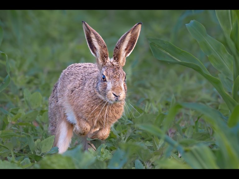 Commended - Leaping Leveret by Ian Meir CPAGB, BPE3
