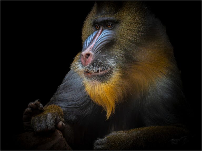 1st Place - Penned and Pensive by John Williams