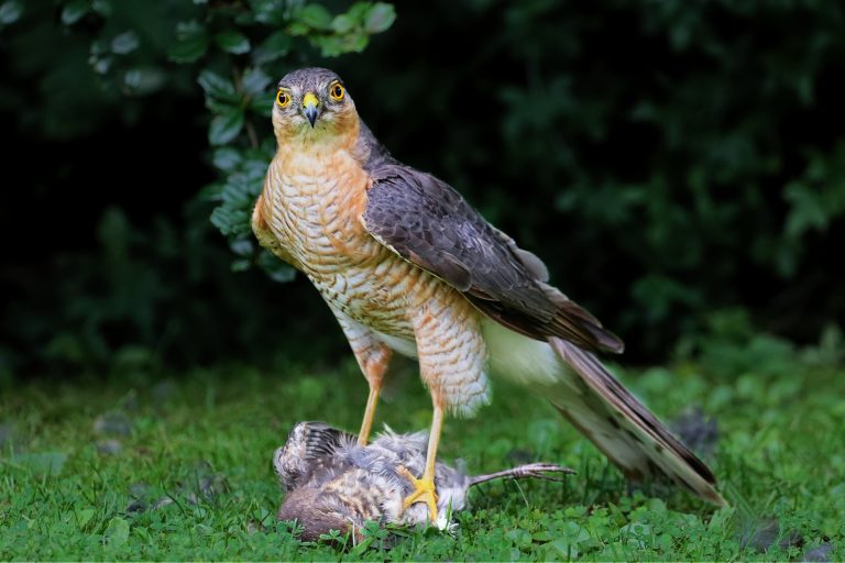 2nd Place - Sparrow Hawk with kill by Denise Hawkins