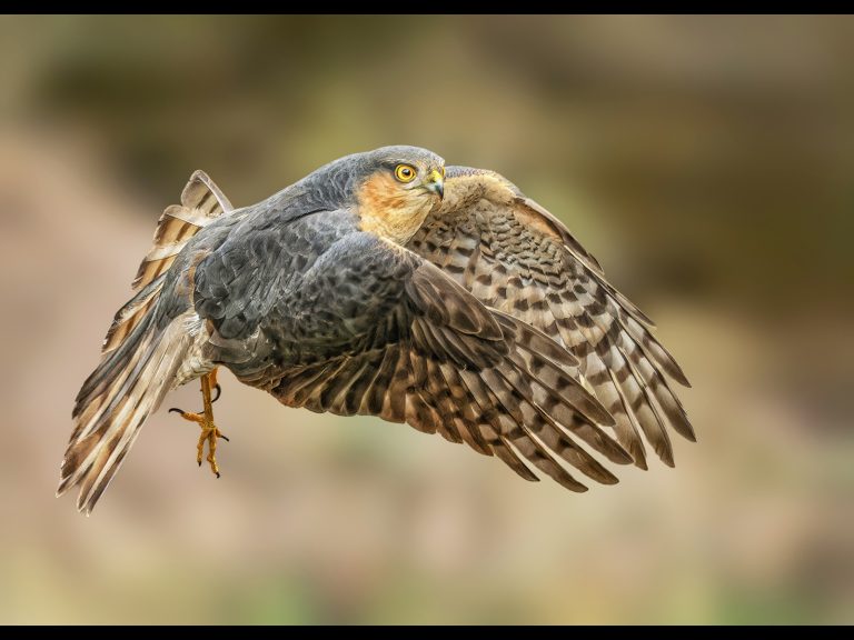 3rd Place - Sparrowhawk in flight by Alun Lambert CPAGB, BPE3