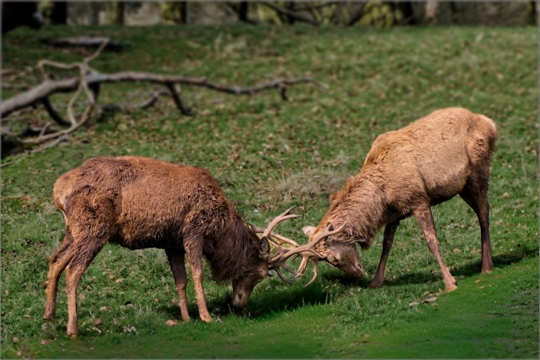 Commended - The Rut by John Macey