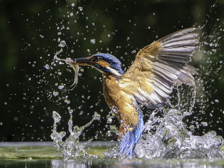 Highly Commended - Kingfisher - Catch of the Day by Richard Jones
