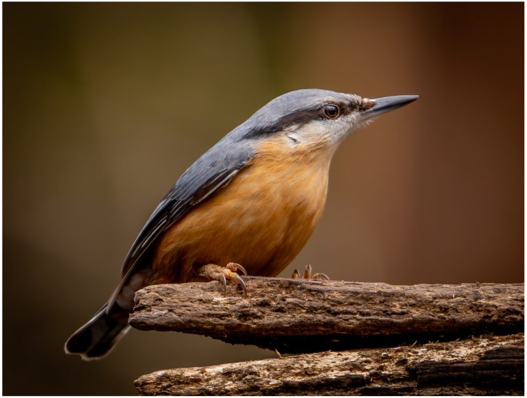 3rd Place - Nutchatch by Beverley Rawlinson