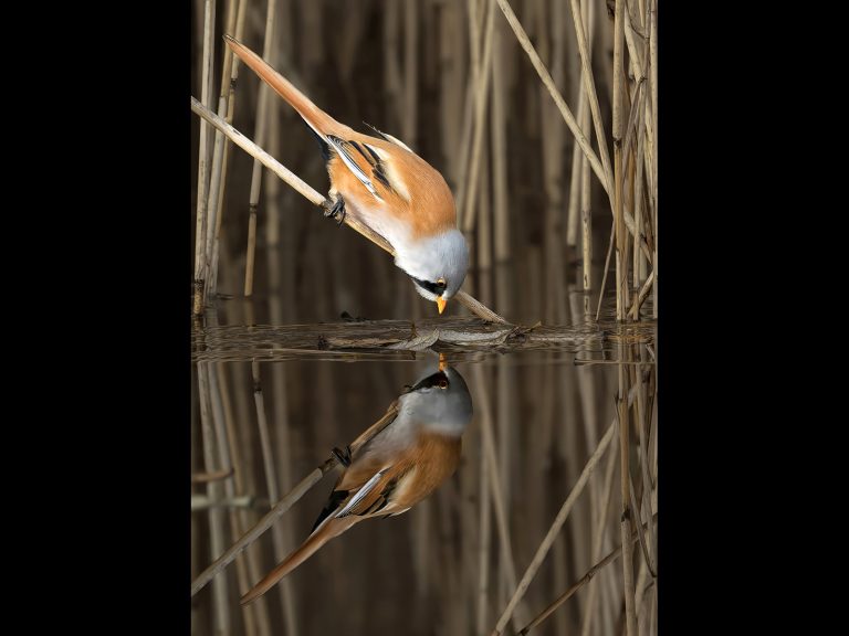 1st Place - Bearded reedling taking a drink by Alun Lambert CPAGB, BPE3