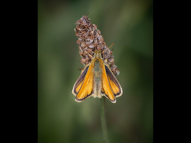 Commended - Essex Skipper by Karen Lambert