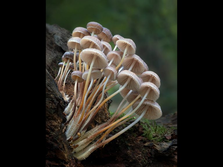 Commended - Mycena bunch by Kevin Barnes DPAGB, ABPE