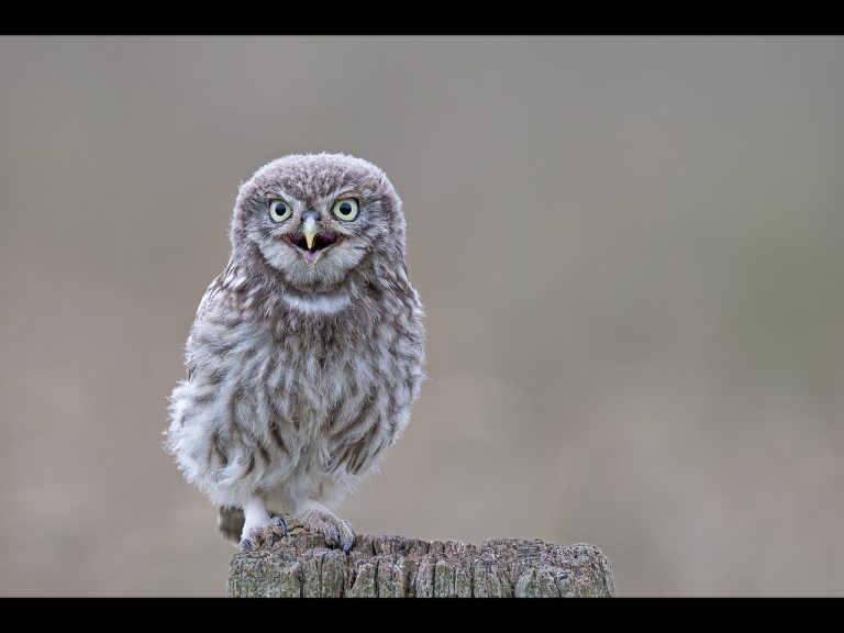 Highly Commended - Open Wide by Ian Meir CPAGB, BPE3