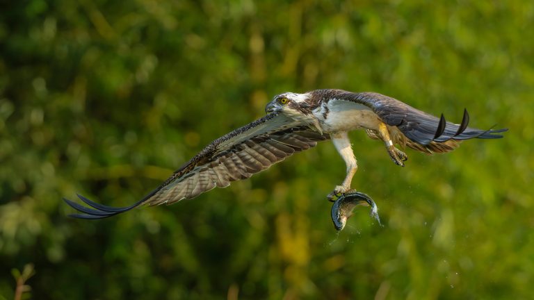 2nd Place - Osprey by Richard Bradford