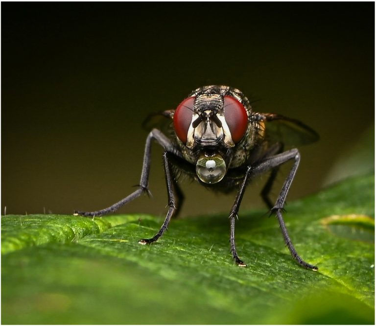 Highly Commended - Common House Fly by Beverley Rawlinson
