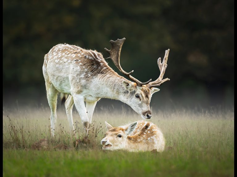 Commended - Fallow Deer by Alun Lambert CPAGB, BPE3