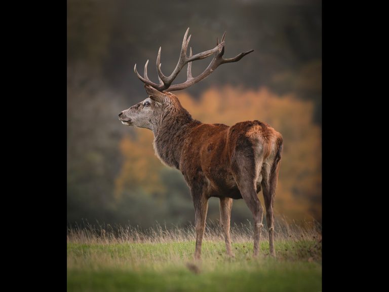 Commended - Lord of the Meadow by Karen Lambert