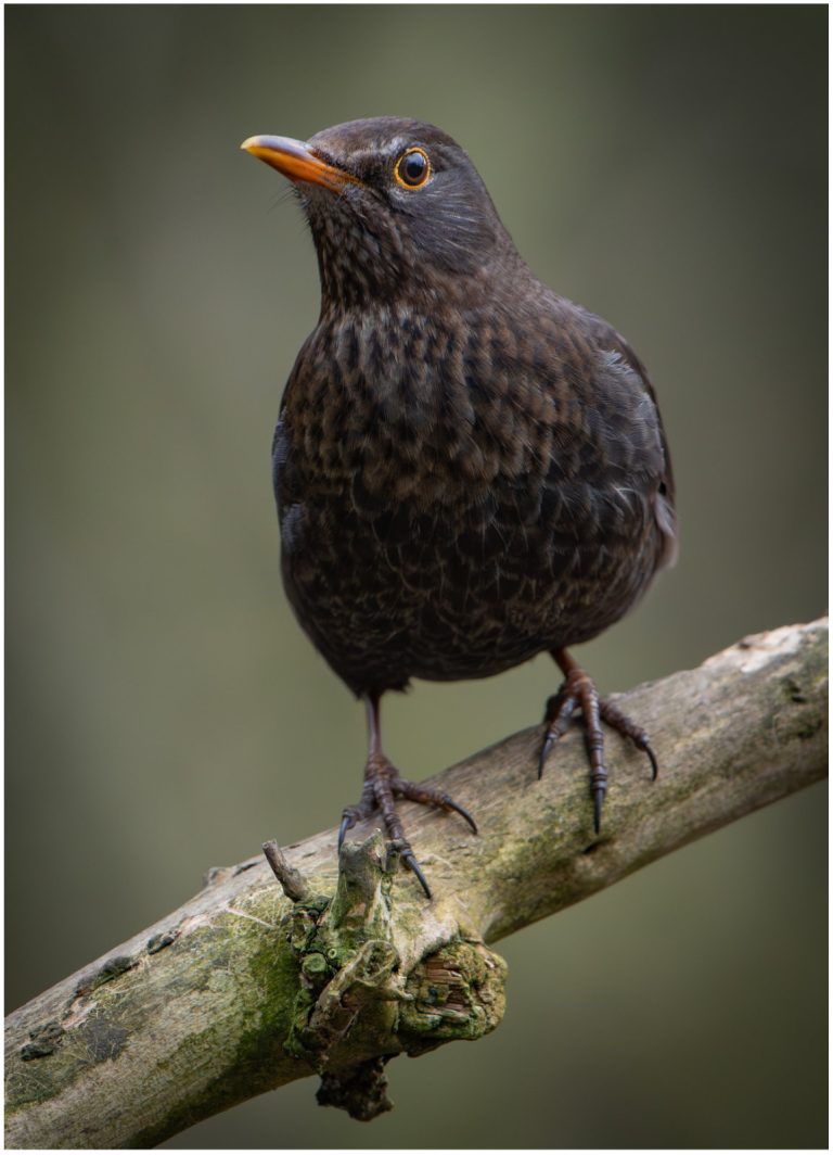 Highly Commended - Female Blackbird by Beverley Rawlinson