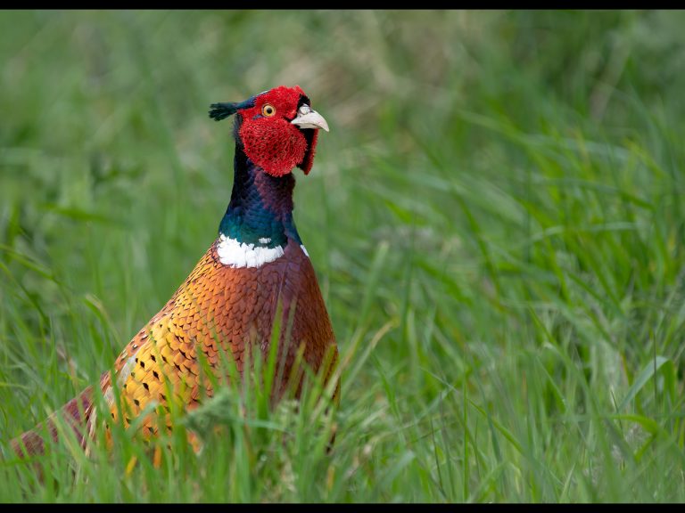 Highly Commended - Cock Pheasant by Cheryl Meir