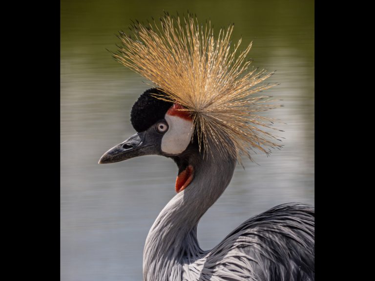 Commended - Glorious Crown by John Williams