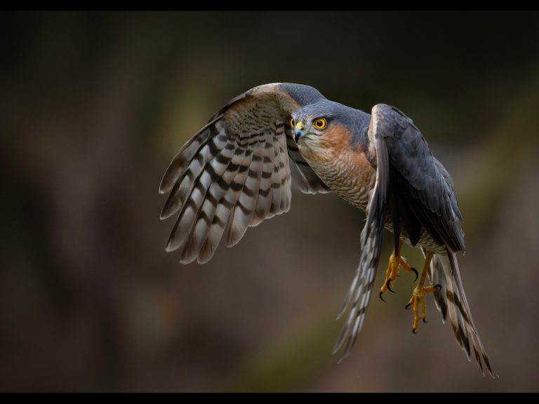 Highly Commended - Mid Air by Karen Lambert