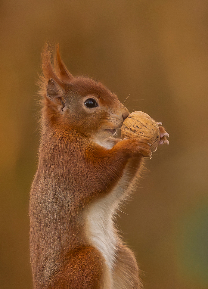 Commended - Red Squirrel by Richard Bradford