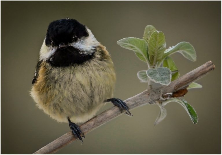 Commended - Coal Tit in Winter by Beverley Rawlinson