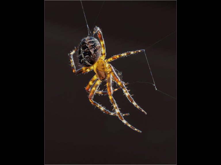 Highly Commended - Orb weaver spider by Alun Lambert CPAGB, BPE3
