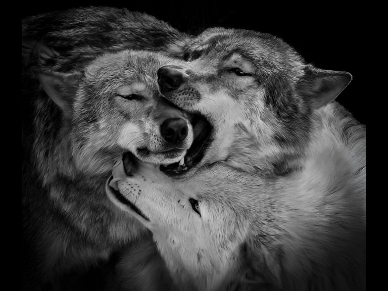 Commended - Playful wolves by Rob Totty CPAGB, BPE3