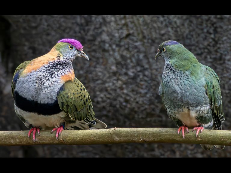 Highly Commended - Seeing Eye Too Eye by John Williams