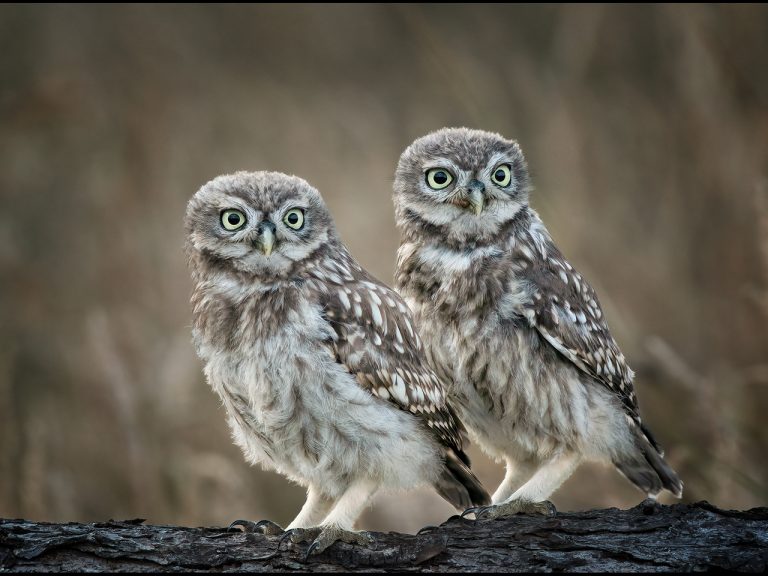 Commended - Sibling Owlets by Kevin Barnes DPAGB, ABPE
