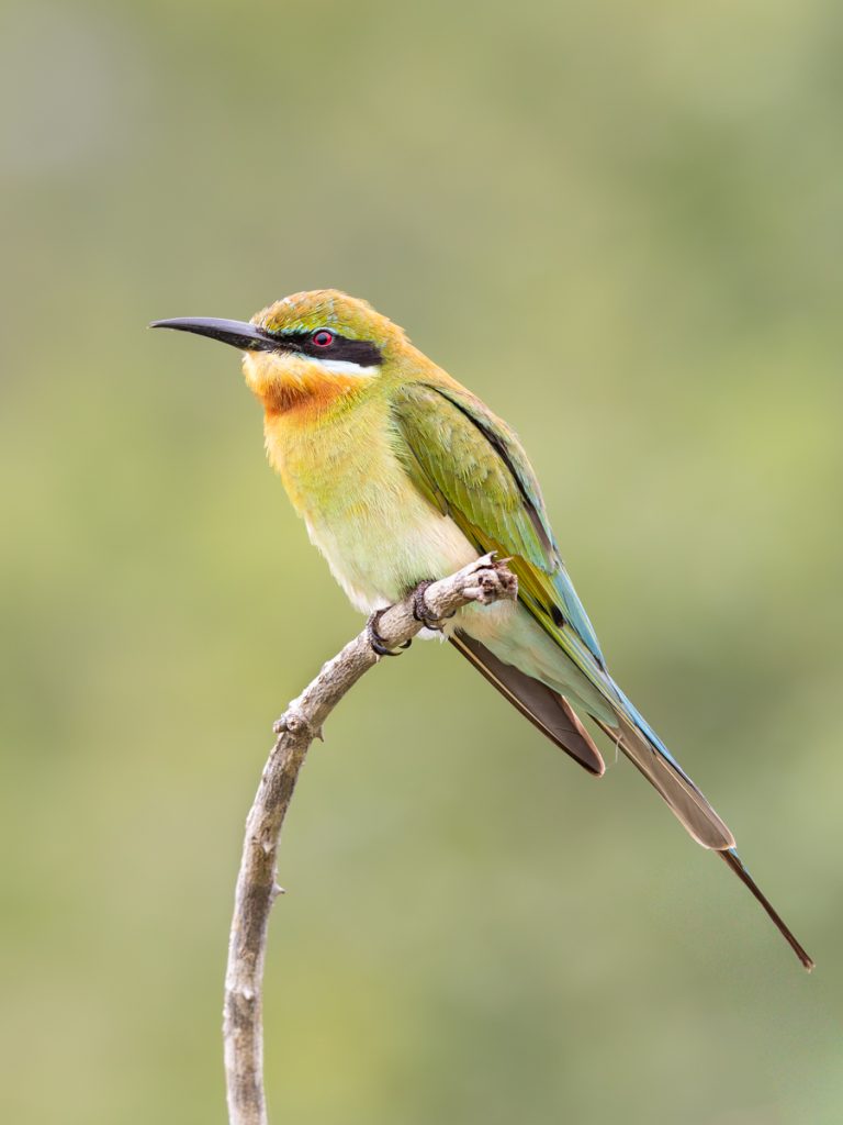 Highly Commended - Blue-tailed Bee-eater (On the Lookout) by Richard Jones