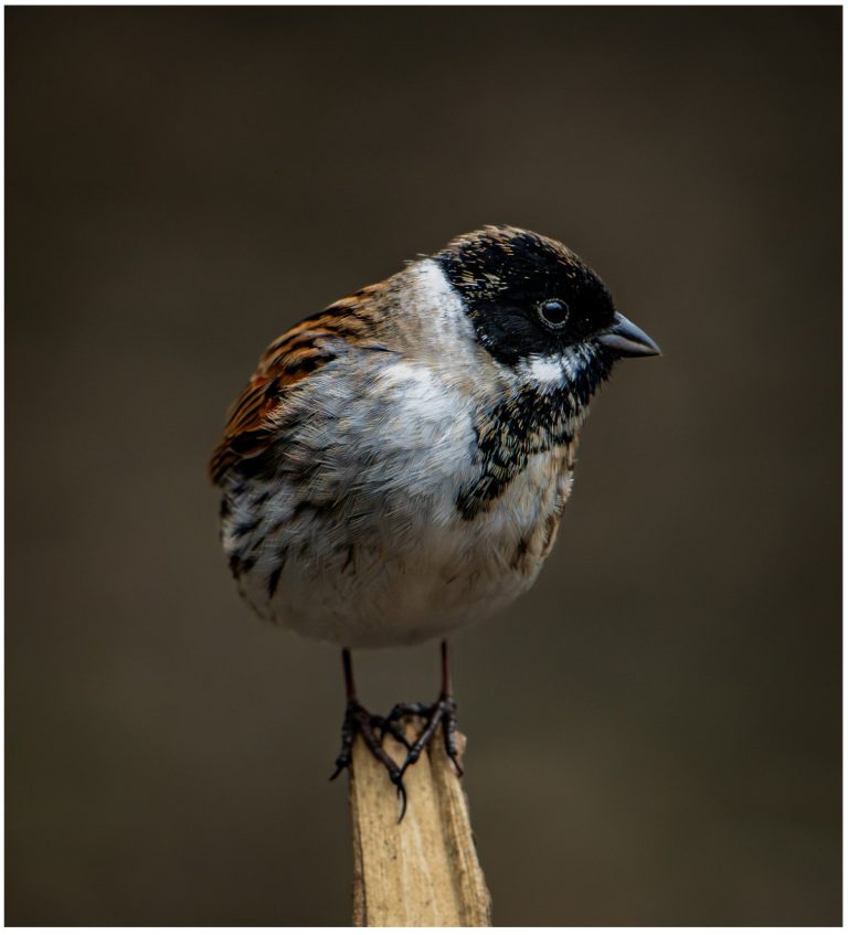 Commended - Reed Bunting by Beverley Rawlinson