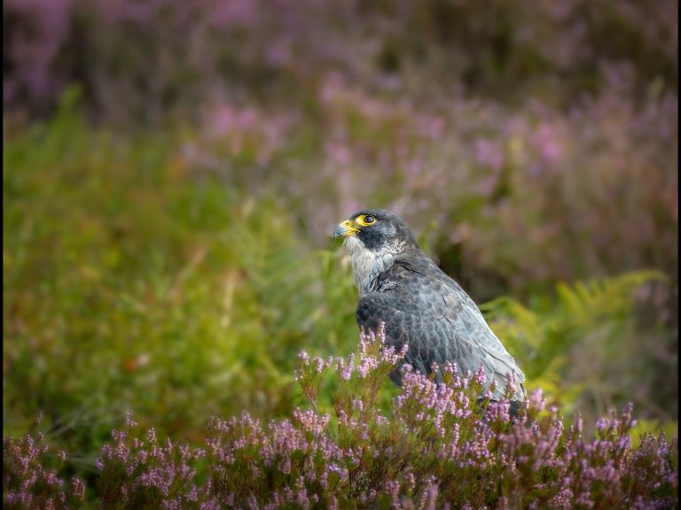 Highly Commended - Peregrine in Summer Heather by Kevin Barnes DPAGB, BPEs