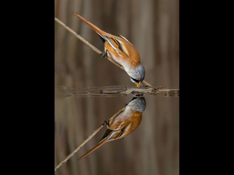 1st Place - Bearded Reedling reflection by Alun Lambert CPAGB, BPE3