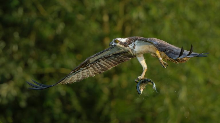 Highly Commended -Osprey by Richard Bradford