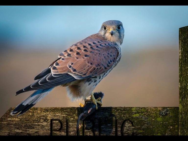 Highly Commended - The Stare by Karen Lambert