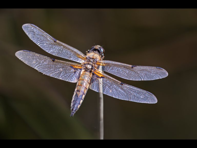 Highly Commended - Four-spotted Chaser by Cheryl Meir