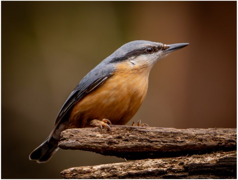 Nuthatch - DSC_7843
1. Nuthatch DSC_.  -  3rd Place