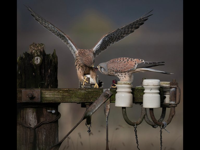 Highly Commended - Feeding Time by Karen Lambert