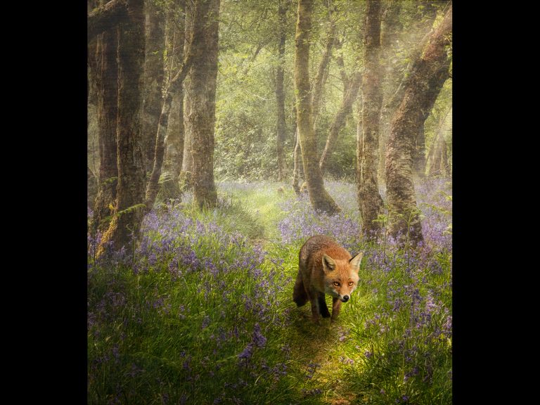 Highly Commended - Keeper of the woods by Alun Lambert CPAGB, BPE3