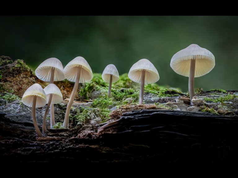 Highly Commended - Mycena by Rob Totty CPAGB, BPE3