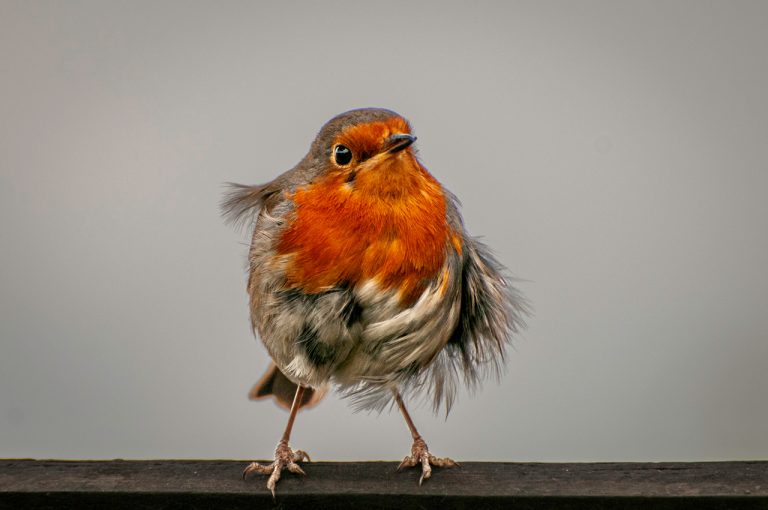 Highly Commended - Bad feather day by David Kelly