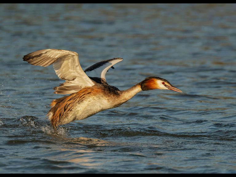 Commended - Running on water by Alun Lambert CPAGB, BPE3