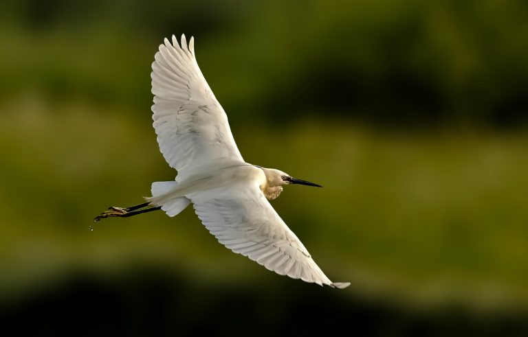 Highly Commended - egret by Brian Murray